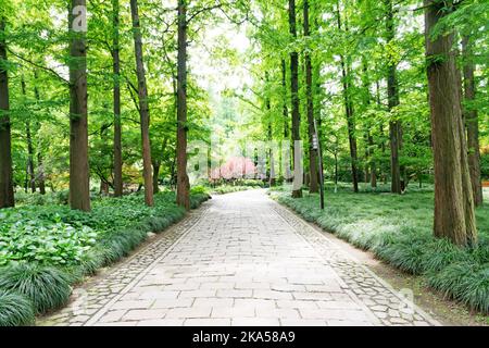 Percorso che conduce attraverso la foresta in un tardo pomeriggio di sole. Foto Stock