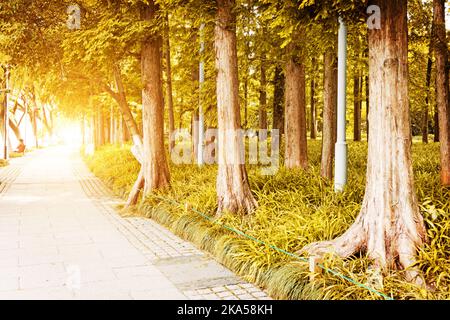 Sentiero che conduce attraverso la foresta autunnale in un tardo pomeriggio soleggiato. Foto Stock