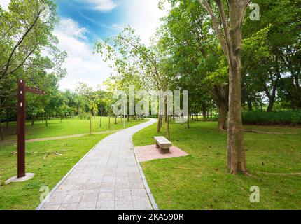 Percorso che conduce attraverso la foresta in un tardo pomeriggio di sole Foto Stock