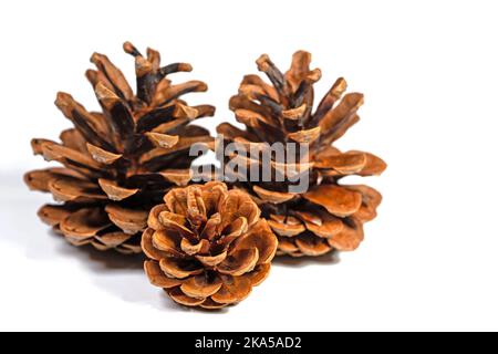 Coni di pino su sfondo bianco in primo piano Foto Stock