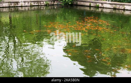 Molti carpe Koi colorati in un laghetto scuro Foto Stock