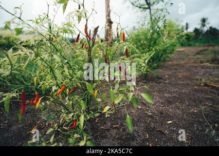 Un cespuglio con piccoli peperoncini rossi che crescono sul terreno di un campo agricolo, con un'area di copia a destra per un messaggio di testo Foto Stock