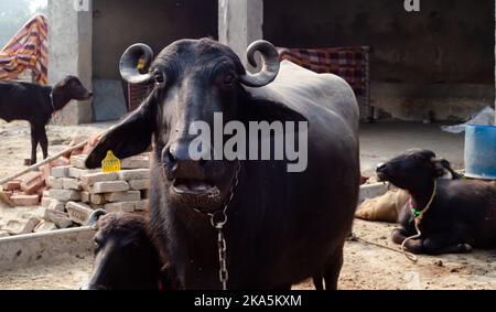 Super bufalo nero Foto Stock