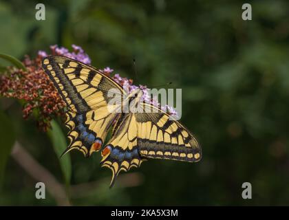 Vista in primo piano del colorato machaon papilio giallo e nero, aka Old World Swallowtail Feeding su buddleja davidii isolato su sfondo verde naturale Foto Stock