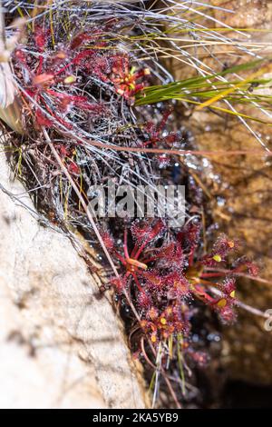 Drosera capensis nei Monti Cederberg Foto Stock