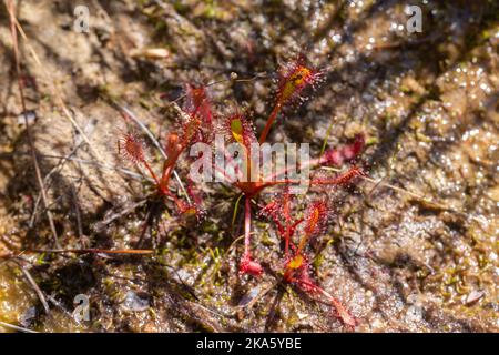 Alcuni drosera capensis rossi, presi in habitat naturale nel Cederberg a nord di Città del Capo Foto Stock