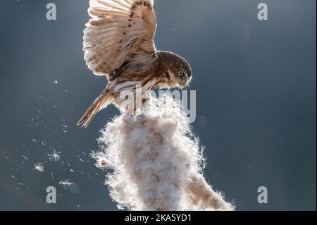 Gufo pygmy eurasiatico - Glaucidium passerinum - seduta e gioco di fiori Foto Stock