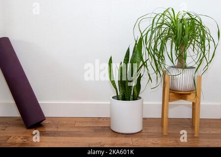 Ponytail palma e pianta di serpente nella piantatrice di ceramica bianca con tappetino di yoga contro la parete bianca Foto Stock