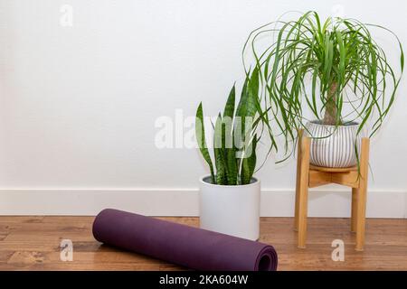 Ponytail palma e pianta di serpente nella piantatrice di ceramica bianca con tappetino di yoga contro la parete bianca Foto Stock