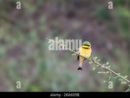 Piccolo mangiatore di api, merops pusillus, arroccato su un ramo al bordo del fiume Mara, Masai Mara, kenya. Sfondo fogliare morbido con spazio per il testo. Foto Stock