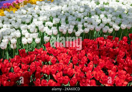 Il bianco e il rosso tulipani nel giardino Foto Stock