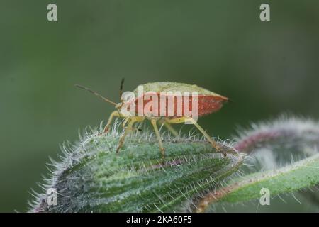 Dettaglio primo piano inclinato verso l'alto sullo schermo verde, Palomena prasina seduta su una foglia verde Foto Stock