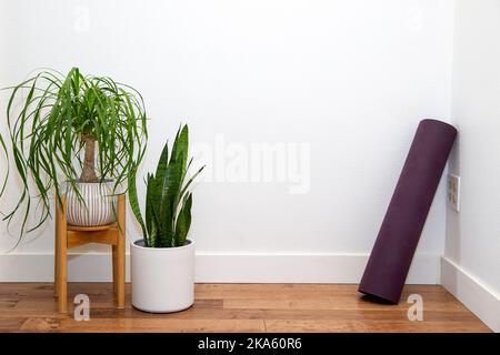 Ponytail palma e pianta di serpente nella piantatrice di ceramica bianca con tappetino di yoga contro la parete bianca Foto Stock