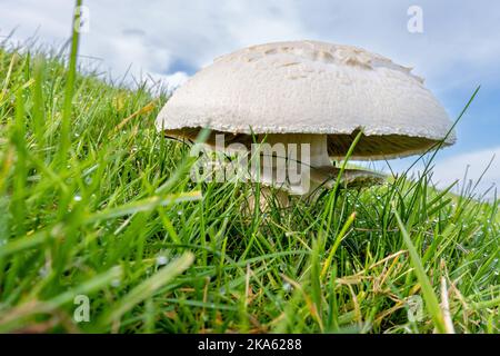 champignon nel prato su una diga Foto Stock