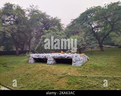 Novembre 2nd 2019 Nuova Delhi India. Una tigre bengala in uno zoo di Delhi seduto sopra la sua stalla di pietra. Foto Stock