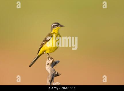 Gele Kwikstaart zittend bovenin tak; Giallo Wagtail appollaiato sulla cima di un ramo Foto Stock