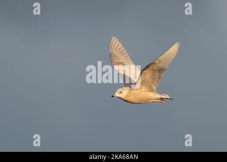 Inverno secondo anno di calendario Islanda Gull (Larus glaucoides) che sorvola il porto artico nel Varangerfjord, Norvegia settentrionale. Foto Stock