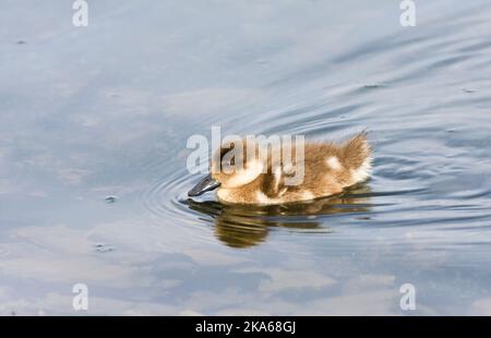 Eend Gekuifde, Crested Duck, Lophonetta specularioides Foto Stock