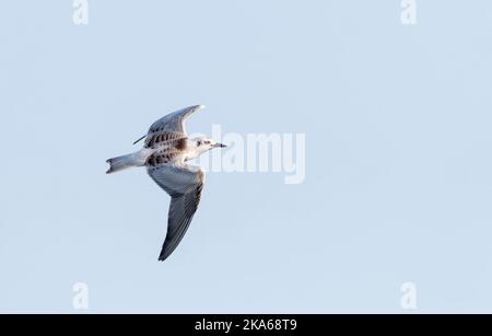 Tern whiskered giovanile (Chlidonias hybrida) nel delta dell'Ebro in Spagna durante l'autunno. Foto Stock