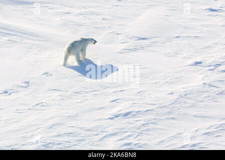 Vicino al Polo Nord 20150421. Un orso polare in agguato su ghiaccio a circa 82 gradi a nord, non lontano dalla lancia norvegese del vaso di ricerca. L'immagine viene ripresa da un elicottero. Foto: Tore Meeke / NTB scanpix Foto Stock