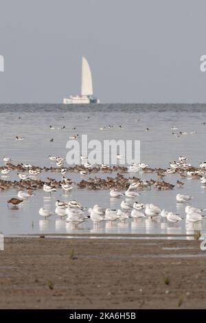 Grote groepen vogels in Westhoek; stormi di uccelli a Westhoek Foto Stock