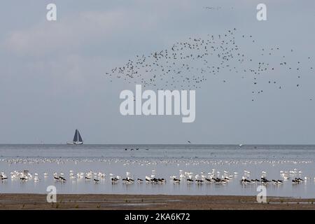 Grote groepen vogels in Westhoek; stormi di uccelli a Westhoek Foto Stock