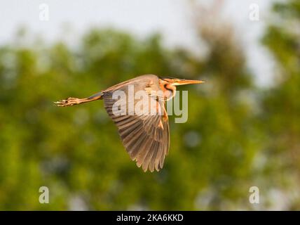 Purperreiger adulte in de vlucht; adulto Airone Rosso in volo Foto Stock