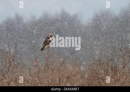 Rough-zampe Poiana appollaiato su un ramo durante la neve; Ruigpootbuizerd zittend op een tak tijdens sneeuwbui Foto Stock