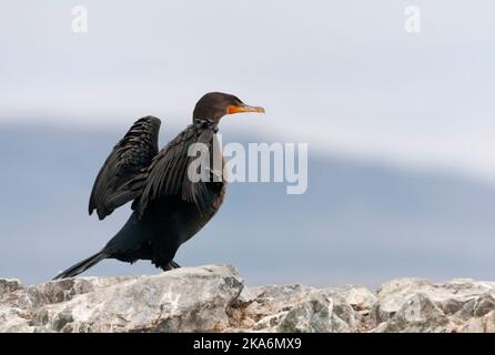 Geoorde Aalscholver; doppio-crested cormorano (Phalacrocorax auritus) Foto Stock