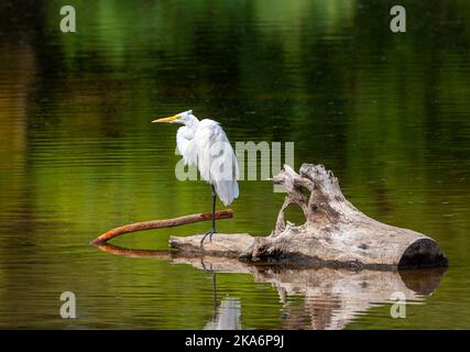 Il grande Egret americano, Ardea (alba) egretta, in Argentina. Riposarsi in un lago. Foto Stock