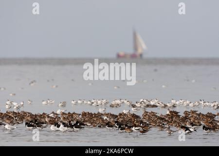 Grote groepen vogels in Westhoek; stormi di uccelli a Westhoek Foto Stock