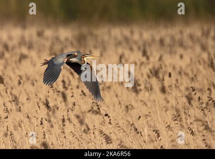 Airone rosso adulto volare al di sopra reed; Purperreiger volwassen vliegend boven riet Foto Stock