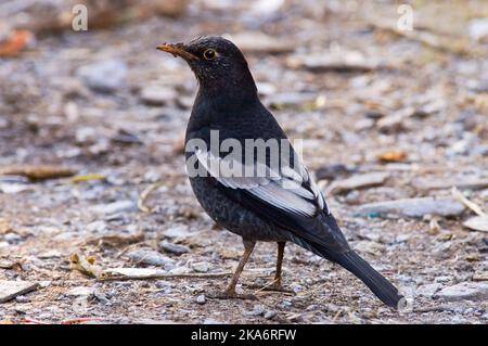 Grijsvleugelmerel, grigio-winged Blackbird, Turdus boulboul Foto Stock