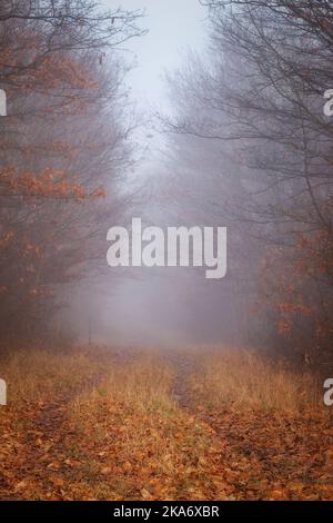 Strada mistica e foggy autunno foresta in giovane foresta di querce Foto Stock