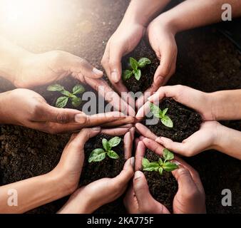 Piccoli investimenti, grandi rendimenti. Un gruppo di persone irriconoscibili che detengono piante che crescono dal suolo. Foto Stock