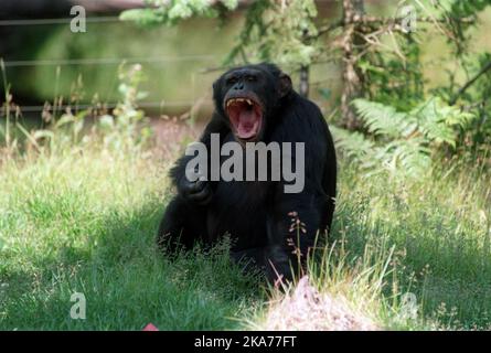 Lo scimpanzé Julius si ammalò gravemente dopo che una bottiglia di droga gli fu gettata durante la pausa invernale. Kristiansand Zoo dice che lo scimpanzé di 39 anni sta andando bene ora Foto Stock