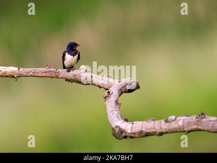 In Boerenzwaluw zit; Barn Swallow appollaiato Foto Stock