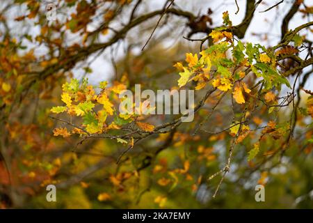 L'autunno parte nel Bushey Park Foto Stock