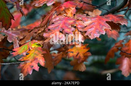 L'autunno parte nel Bushey Park Foto Stock