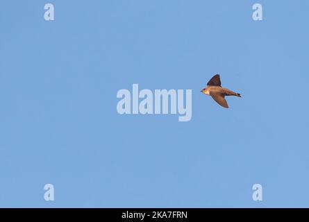 Eurasian Crag Martin (Ptyonoprogne rupestris) in volo contro un cielo blu in Spagna. Foto Stock