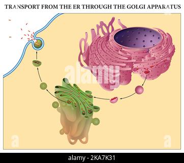 Trasporto dall'ER attraverso l'apparecchio Golgi Foto Stock