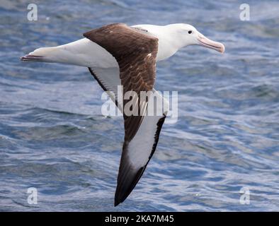 Adulto Northern Royal Albatross (Diomedea sanfordi) in volo su Nuova Zelanda acque sub antartiche. Vista laterale. Foto Stock