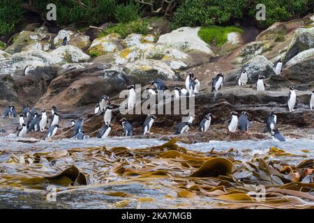 Un gruppo di insidie pinguini (Eudyptes robustus) nella colonia di allevamento sulle insidie, un sub antartiche isola gruppo sud off Nuova Zelanda Foto Stock