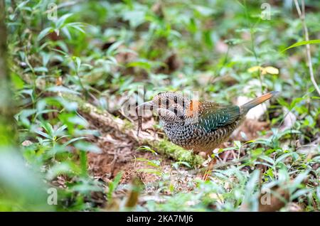 Roller a terra (Geobiastes squamiger) vicino a Perinet. Un uccello di fitte foreste pluviali del Madagascar centrale e nord-orientale. Foto Stock