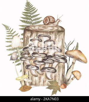 Funghi di ostrica con altri funghi e foglie di felce reale composizione, fungo e autunno foglie reali illustrazione. Fungo acquerello disegnato a mano Foto Stock