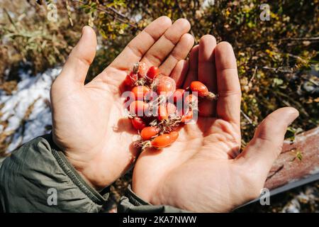 Fianchi di rosa accatastati in mani maschili su sfondo di erba selvatica secca e sfocata. Foto Stock