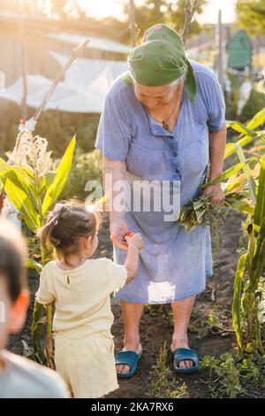 Bambina che raccoglie pomodori freschi dal giardino estivo e li consegna alla nonna per fare colazione. Famiglia auto-sostenibile raccogliendo su Foto Stock