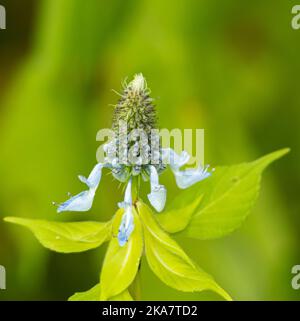 Il Fiore di Hedgehog cresce in zone ombreggiate e fa bene in anni di buona pioggia. Le punte dei fiori sono solitamente un azzurro chiaro delicato e si appassisce facilmente Foto Stock