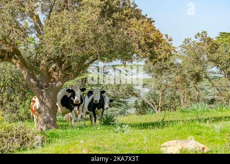 Quattro mucche in piedi davanti alla macchina fotografica e dietro un albero in un prato con erbe verdi, alberi e un cielo blu. Foto Stock