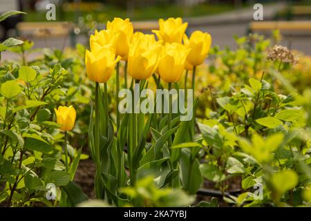 Tulipani gialli in un letto di fiori. Il germoglio tulipano in giardino. Bellissimi fiori di primavera semplici. Sfondo floreale. Coltivare piante. Giardinaggio. Bush al sole. Foto Stock